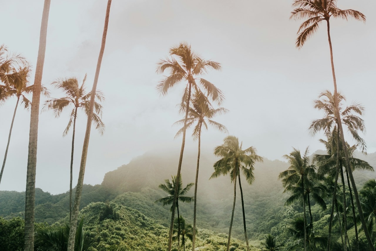 palm trees and a mountain in Hawaii amidst misty weather