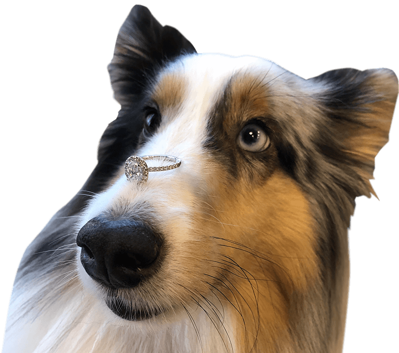 Photo of a dog Photo of a dog